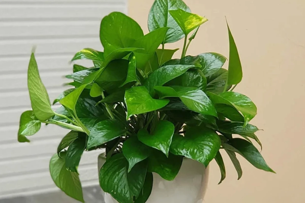 Các Loại Cây Kiểng Trồng Trong Nhà Tuyệt Đẹp Cho Không Gian Sống