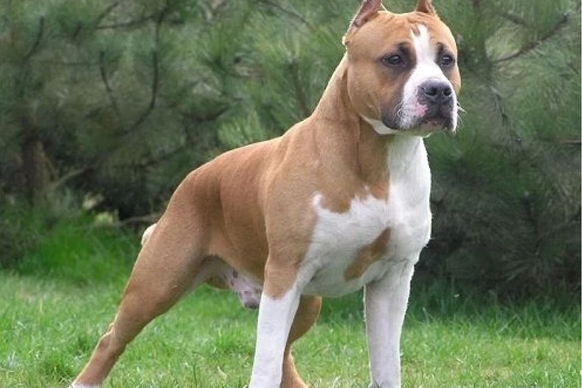 Chó Pitbull con và cẩm nang chăm sóc toàn diện từ chuyên gia năm 2026