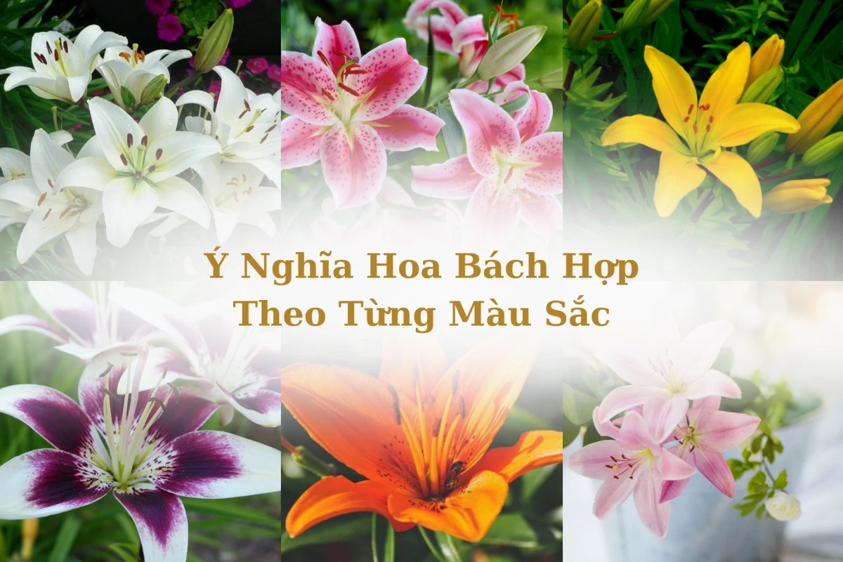 Hoa Bách Hợp: Khám phá ý nghĩa, vẻ đẹp và cách chăm sóc
