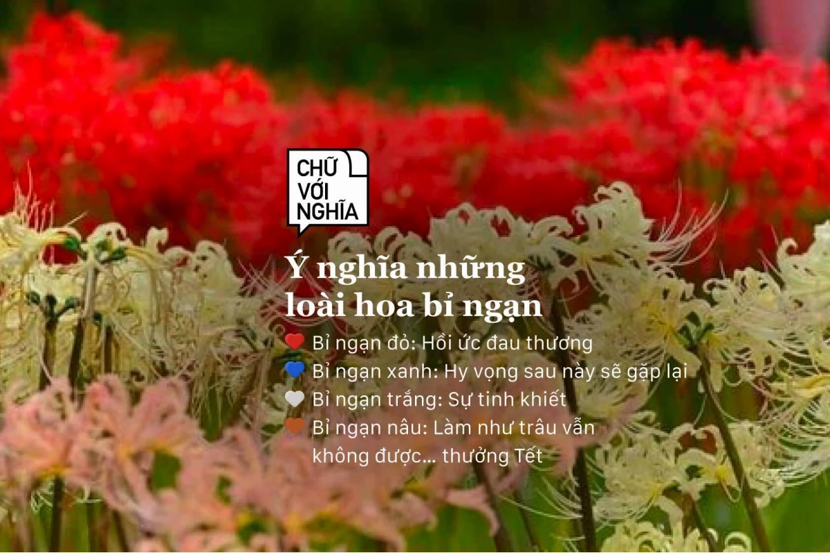 Hoa Bỉ Ngạn Đỏ Có Ý Nghĩa Gì? Khám Phá Truyền Thuyết và Sắc Màu Bi Thương