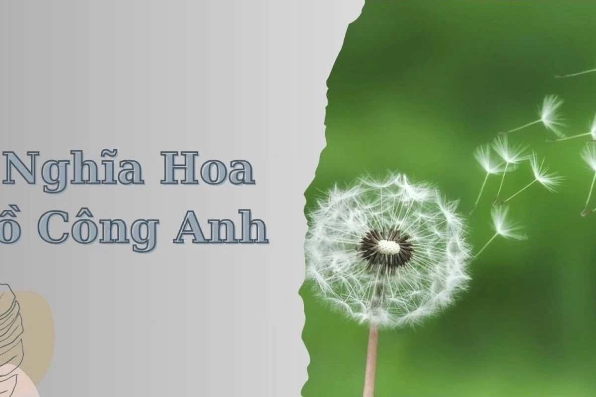Hoa Bồ Công Anh: Ý Nghĩa Sâu Sắc và Truyền Thuyết Đằng Sau