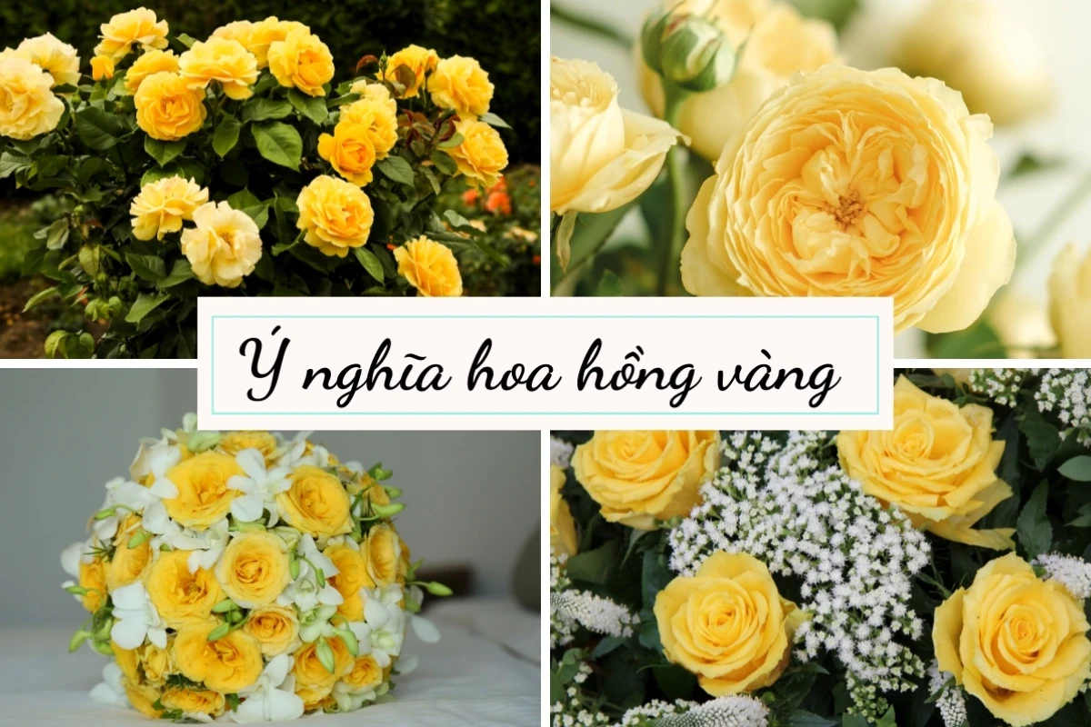 Hoa hồng vàng mang ý nghĩa gì? Thời điểm tặng quà thích hợp