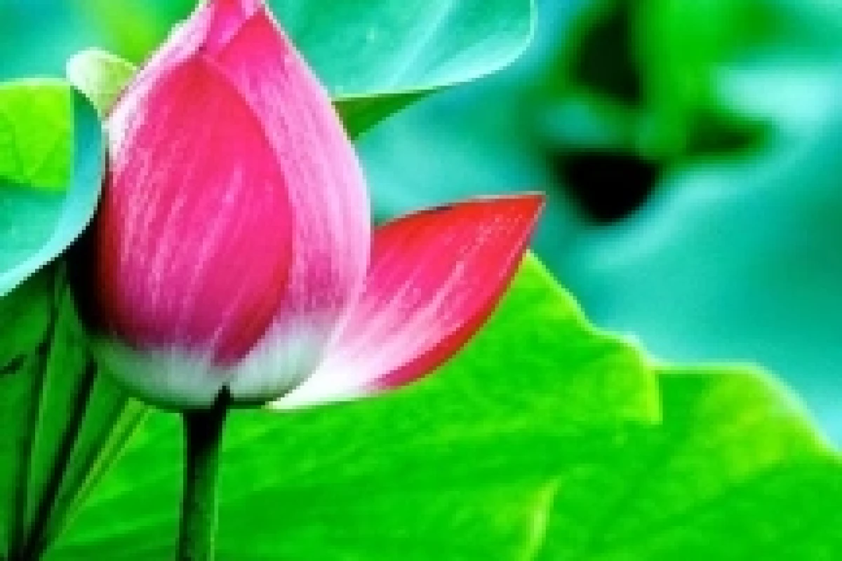 Hoa Sen Trắng: Ý Nghĩa Sâu Sắc và Biểu Tượng Thuần Khiết