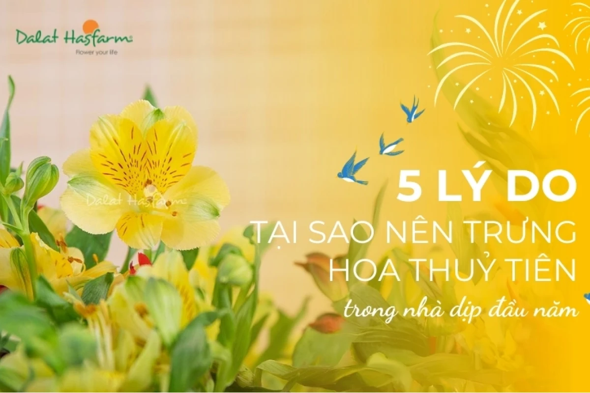 Hoa Thủy Tiên có ý nghĩa gì? Khám phá vẻ đẹp và biểu tượng may mắn