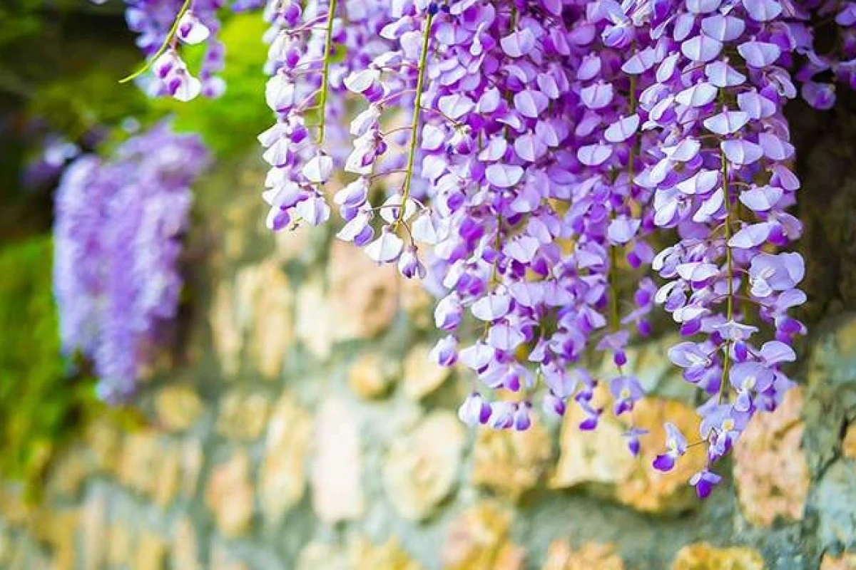 Hoa tử đằng có ý nghĩa gì những điều bạn cần biết
