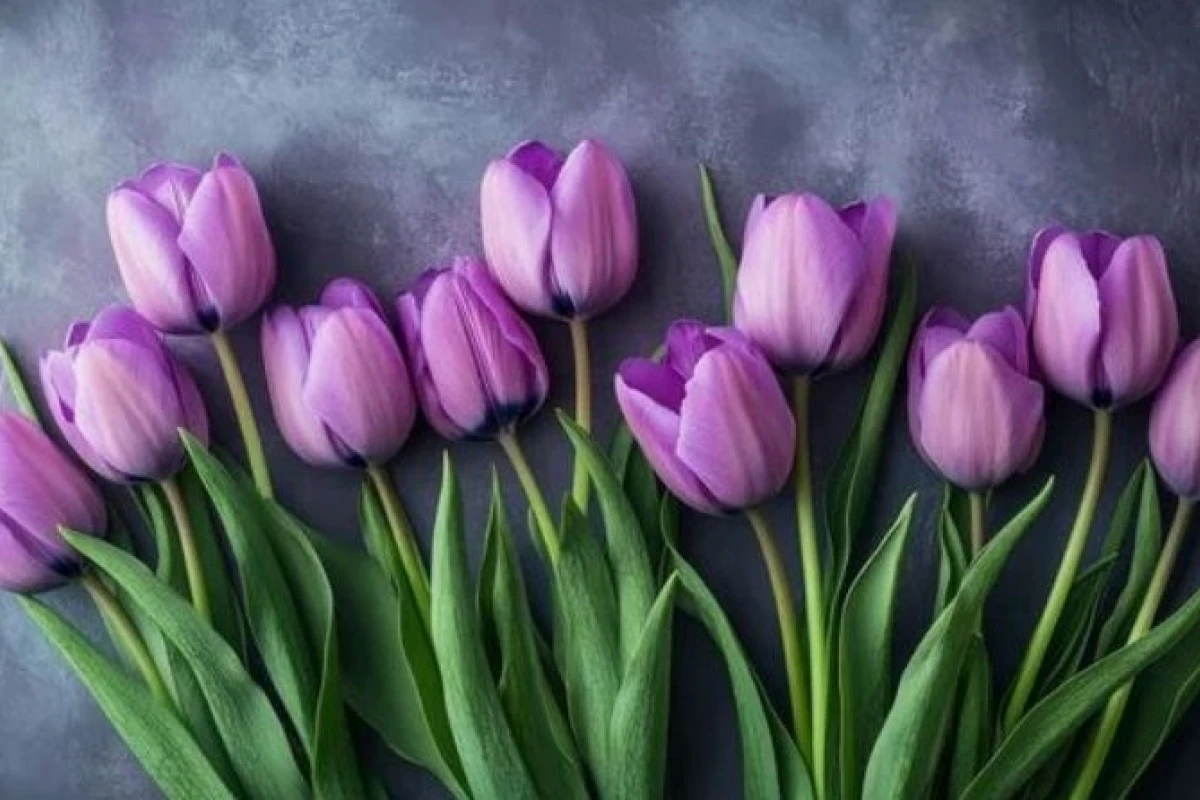 Hoa Tulip Tím Có Ý Nghĩa Gì? Khám Phá Sâu Sắc Vẻ Đẹp & Biểu Tượng