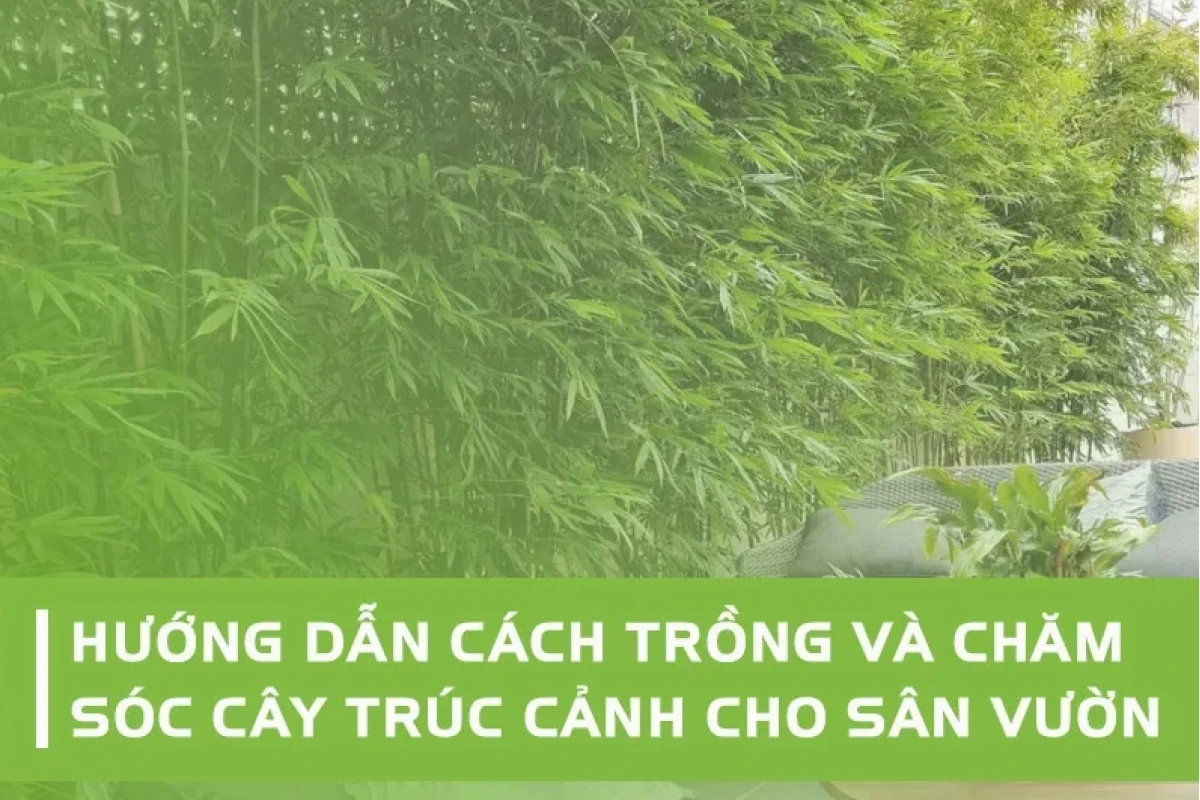 Khám phá vẻ đẹp cây trúc cảnh trồng trong nhà: Top 5 lựa chọn hút tài lộc, mang sinh khí