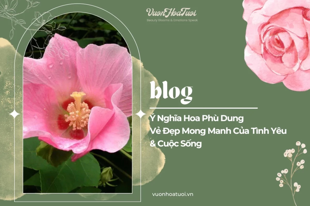Ý nghĩa hoa phù dung: Vẻ đẹp sớm nở tối tàn và triết lý sâu sắc