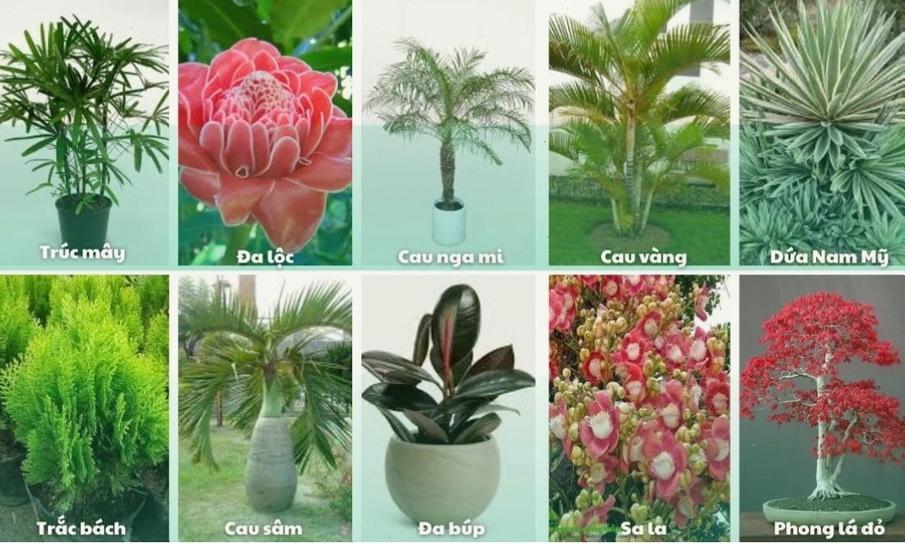10 gợi ý các loài cây để trồng ở sân vườn