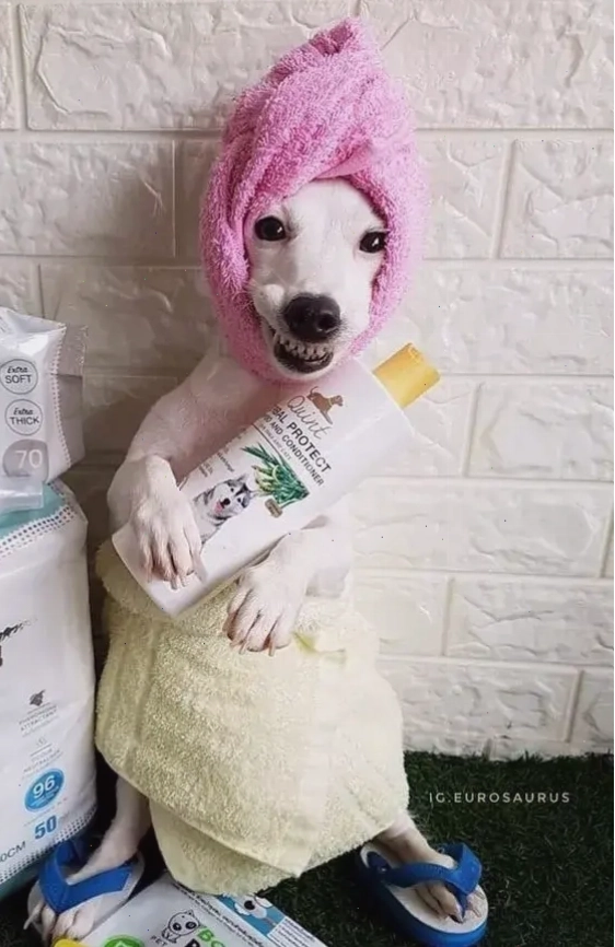 Ảnh chó meme đang cười nhây hài hước