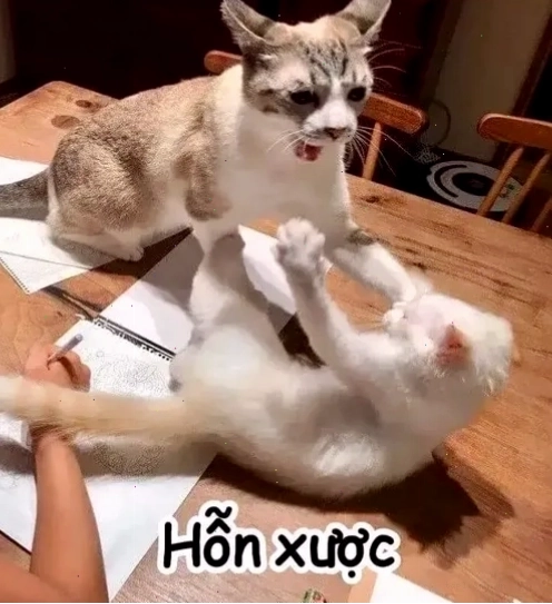 Ảnh meme cay cú với biểu cảm hài hước