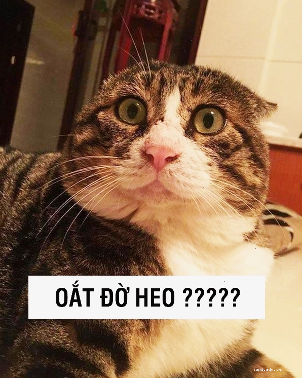 Ảnh meme con mèo đang ngáp dài