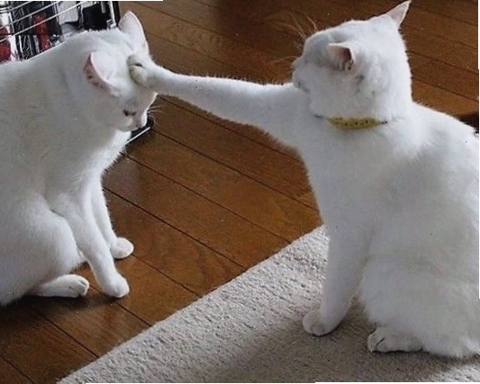 Ảnh meme con mèo đang nhìn chằm chằm với biểu cảm khó đỡ