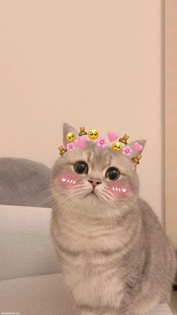 Ảnh meme con mèo dễ thương nhưng đầy ẩn ý