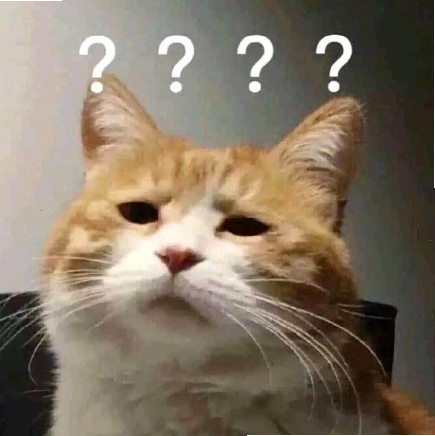 Ảnh meme con mèo với ánh mắt 