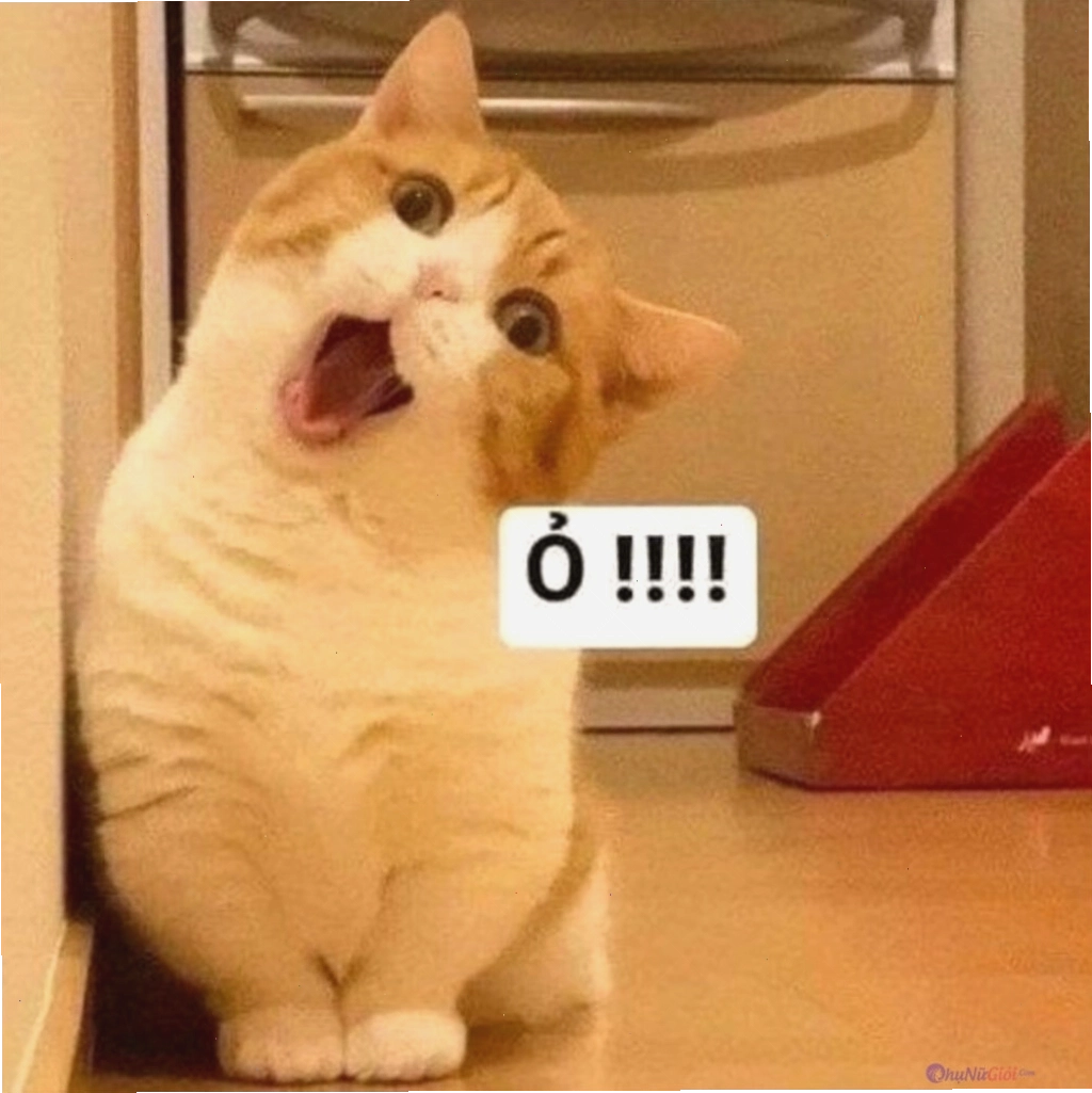 Ảnh meme con mèo với biểu cảm cực kỳ lém lỉnh