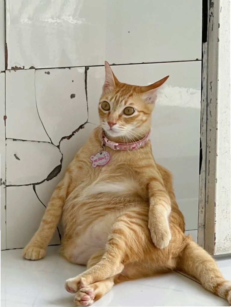 Ảnh meme con mèo với dáng vẻ ngạc nhiên