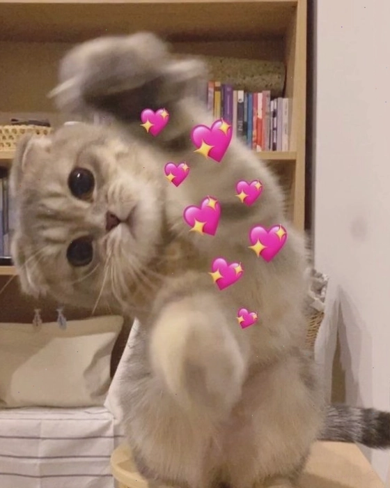 Ảnh meme con mèo với đôi mắt to tròn