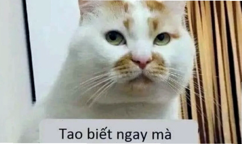 Ảnh Meme hài hước 2025