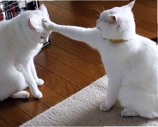Avatar meme mèo hài hước với biểu cảm ngơ ngác