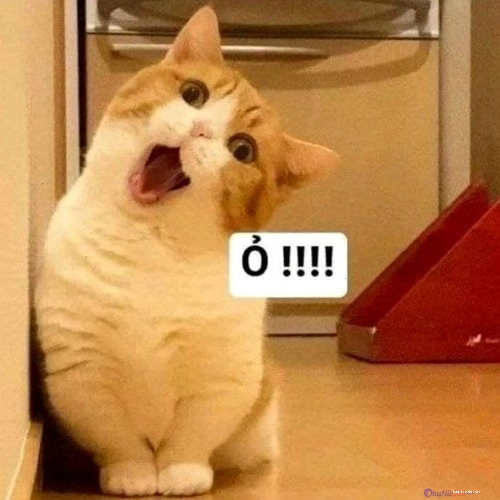 Avatar meme mèo với biểu cảm hài hước và ngơ ngác