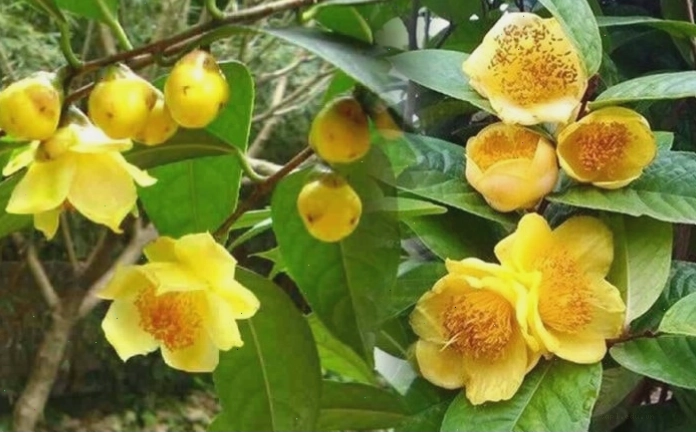 Bài thuốc dân gian từ cây trà hoa vàng
