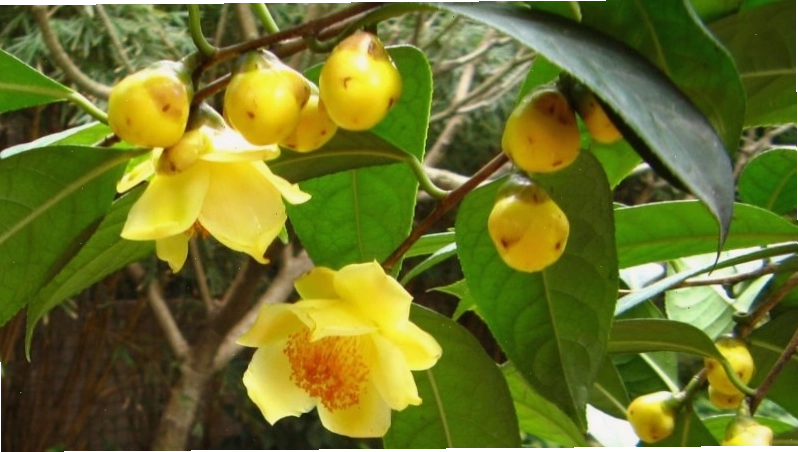 Bản đồ phân bố địa lý của cây trà hoa vàng