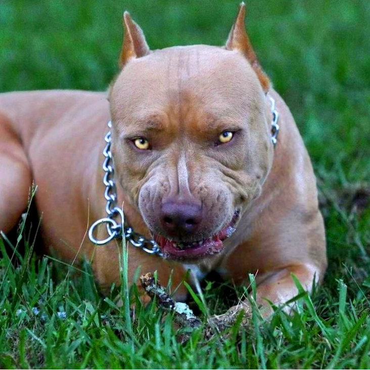 Bản năng hiếu chiến và tính cách của chó Pitbull con