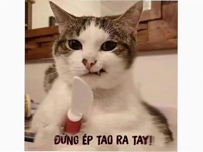 Biểu cảm "cười ra nước mắt" của meme mèo