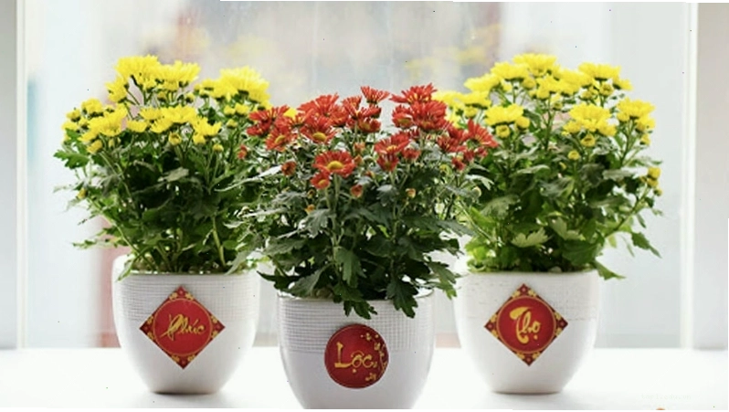 Bình hoa cúc vàng rực rỡ mang ý nghĩa tài lộc và trường thọ