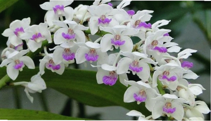 Bình hoa hồng đỏ thắm tượng trưng cho may mắn và hạnh phúc