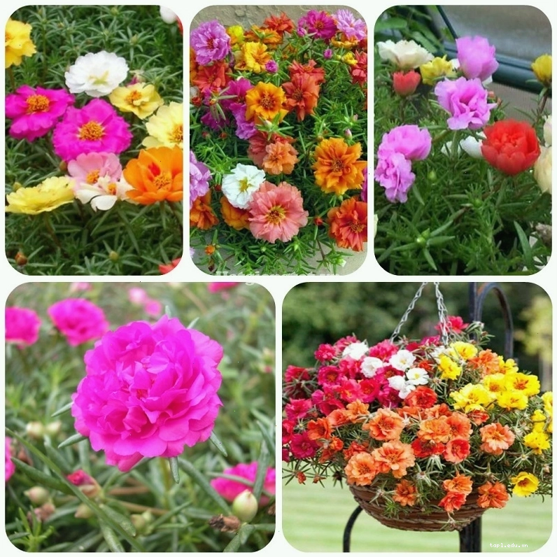 Bình tưới nước chăm sóc cho chậu hoa mười giờ Mỹ cánh kép đang nở rộ