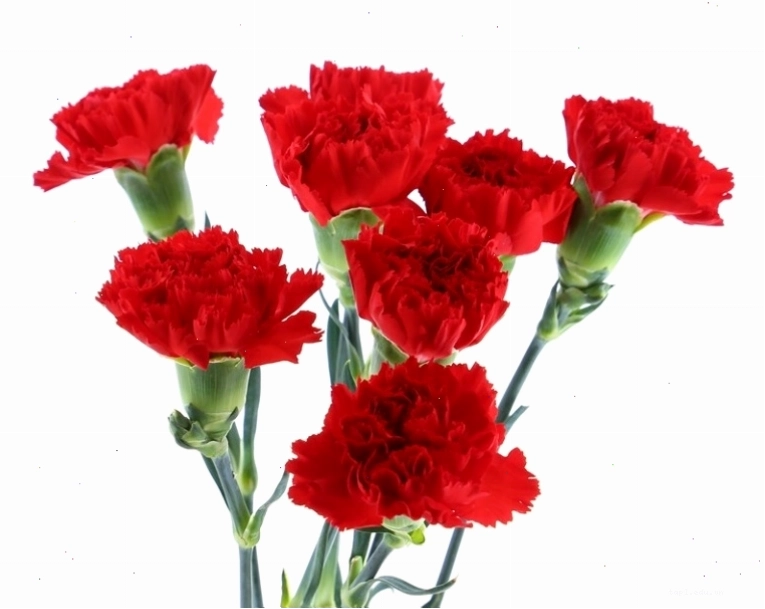 Bó hoa cẩm chướng đỏ rực rỡ