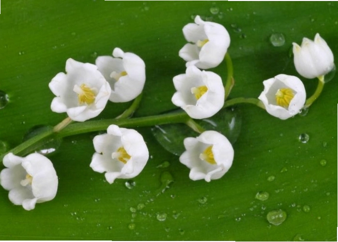 Bó hoa linh lan trắng tinh khôi ý nghĩa