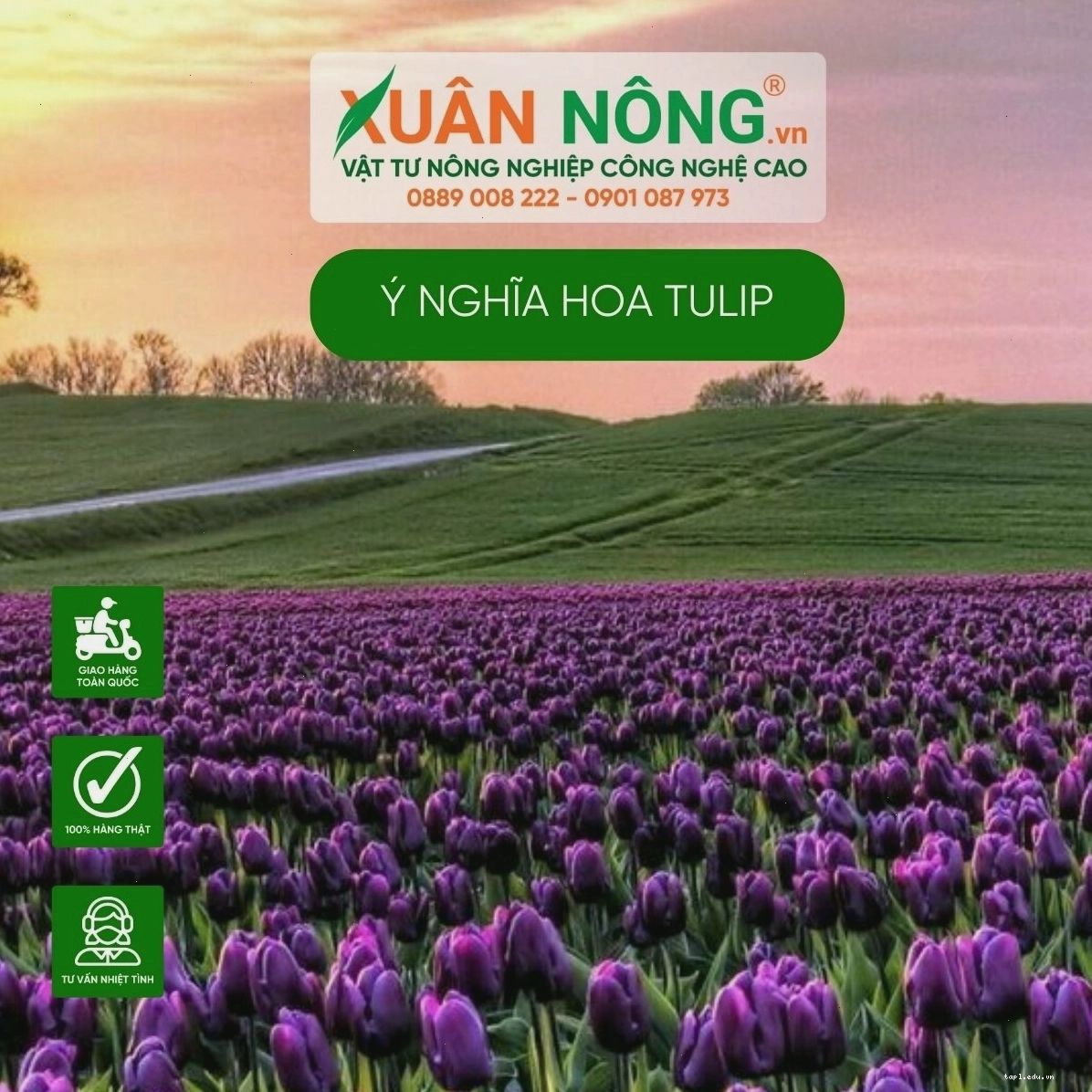 Bó hoa tulip tím rực rỡ thể hiện tình yêu thủy chung và sự ngưỡng mộ sâu sắc