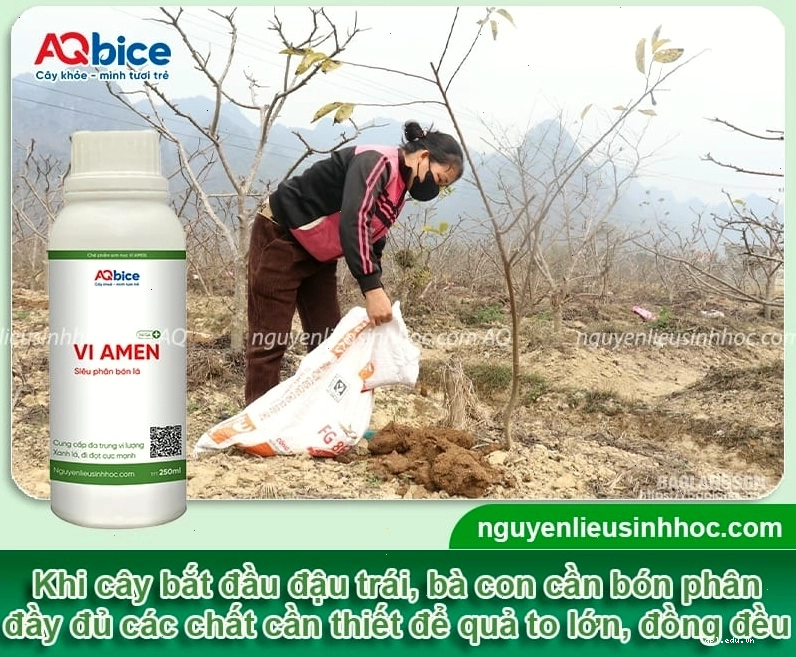 Bón phân chăm sóc cây na khi cây đã có quả