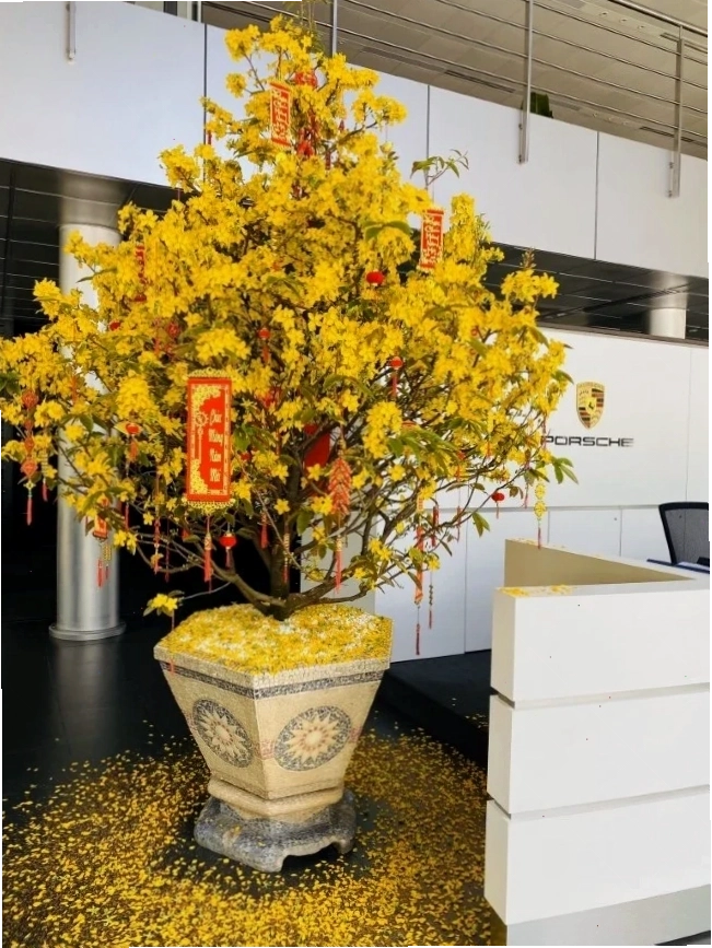 Bông hoa mai vàng rực rỡ ngày Tết