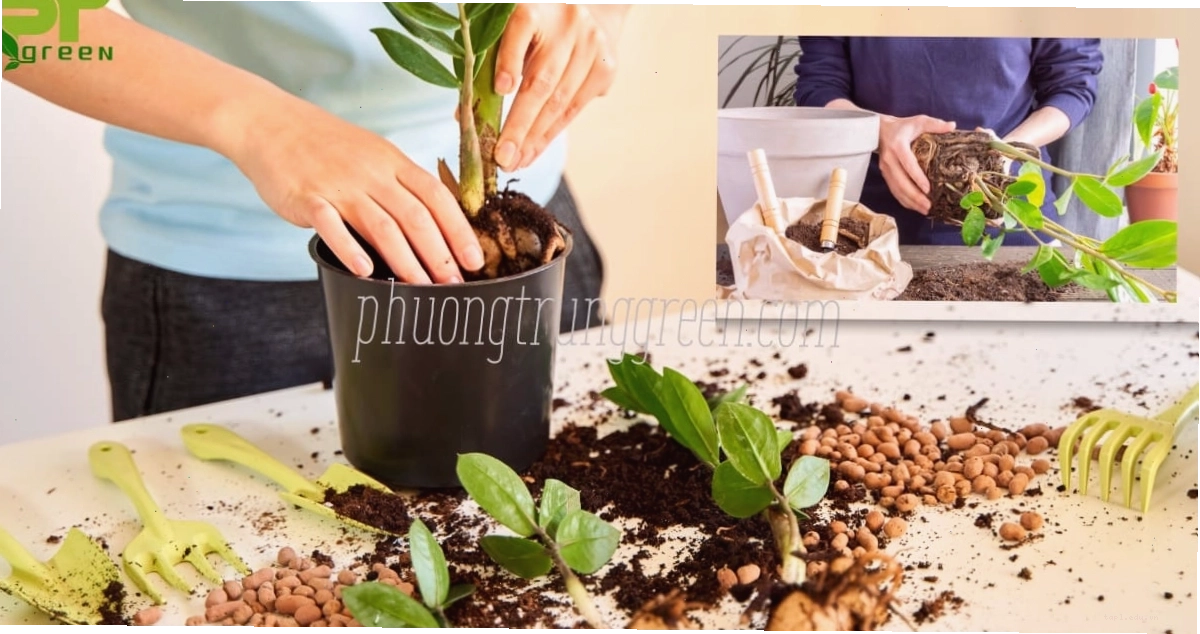 Các bước cơ bản để trồng cây Kim Tiền thành công