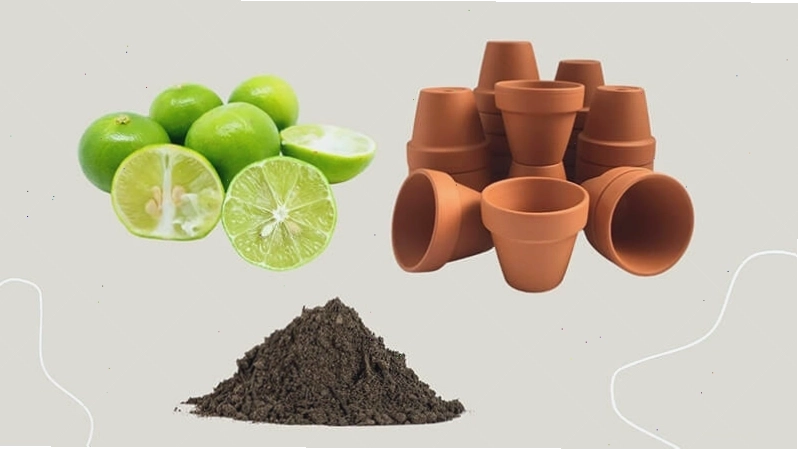 Các dụng cụ cần thiết để trồng chanh trong chậu