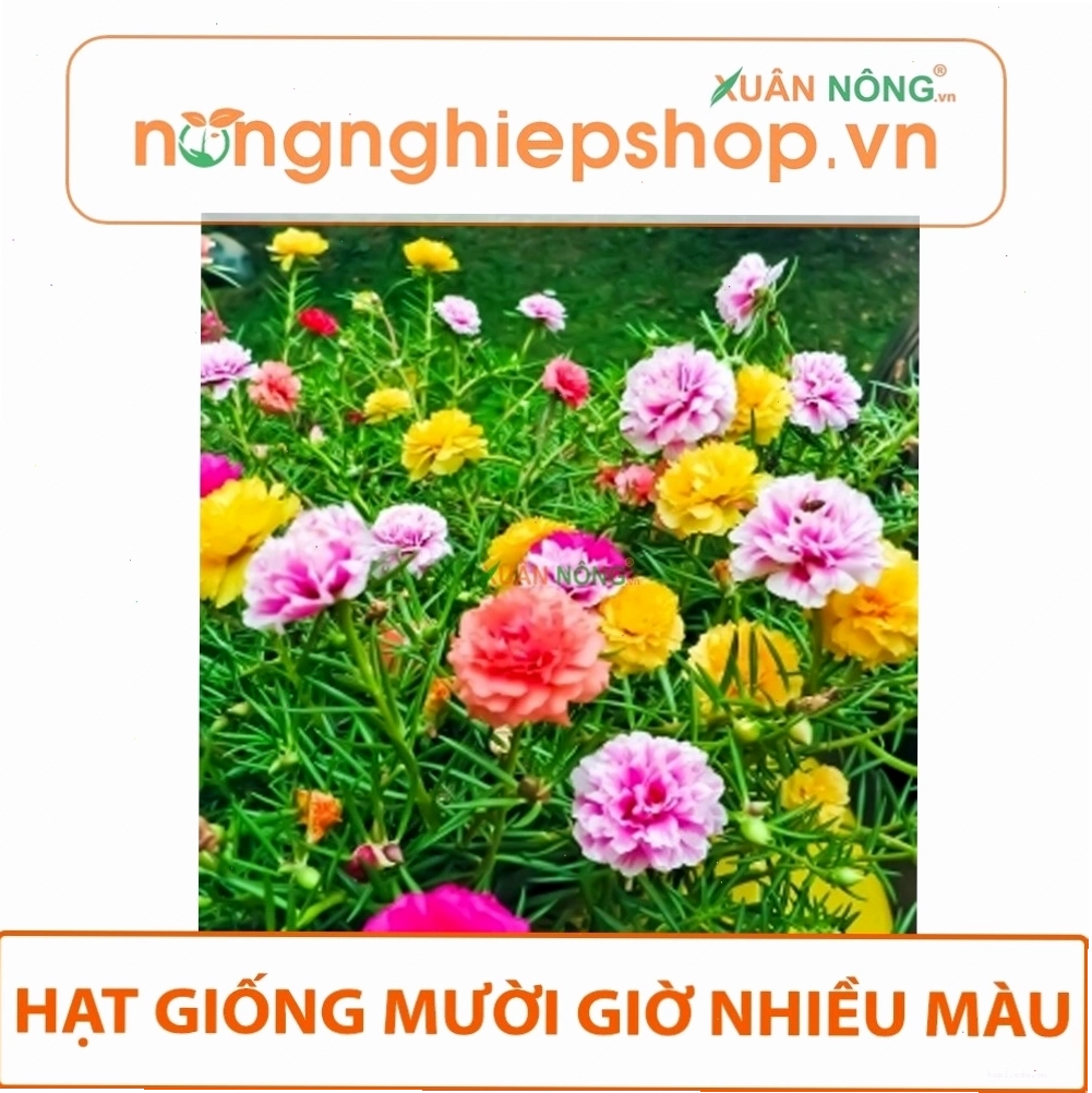 Các gói hạt giống hoa mười giờ nhiều màu sắc khác nhau