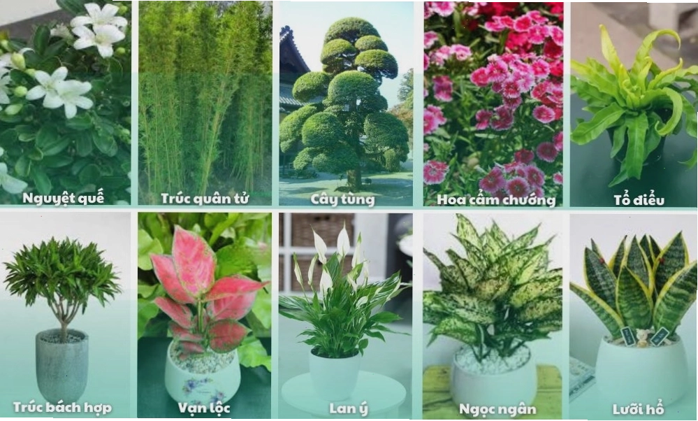 Các loại cây để trồng cây sân vườn được ưa chuộng hiện nay