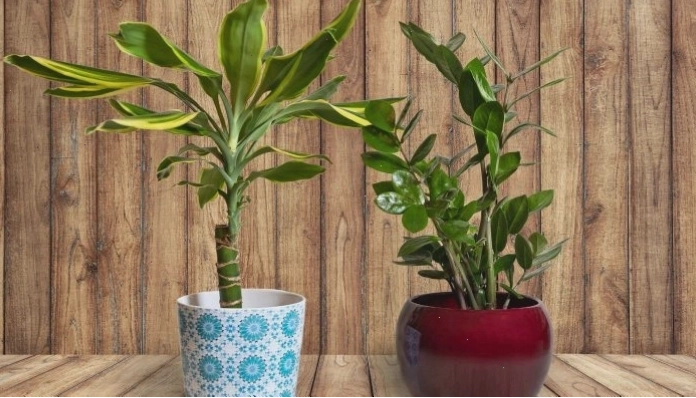 Các loại chậu phù hợp để trồng cây Thiết Mộc Lan
