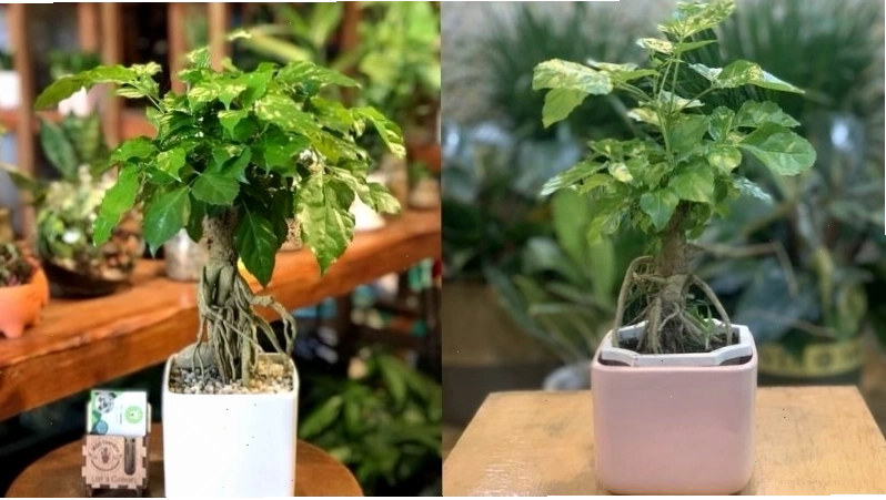 Các mẫu cây hạnh phúc để bàn nhỏ xinh rất được ưa chuộng