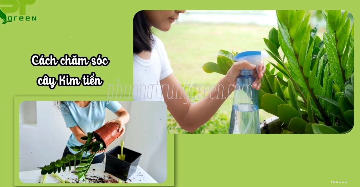 Cách chăm sóc cây Kim Tiền để cây luôn xanh tốt và khỏe mạnh
