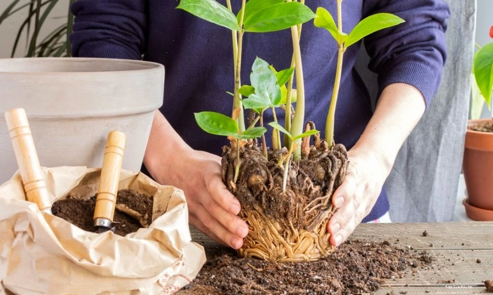 Cách cho đất vào chậu trồng cây