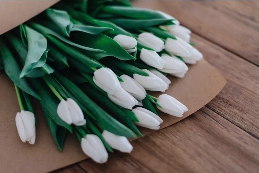 Cách chọn bó hoa tulip trắng đẹp và tinh tế