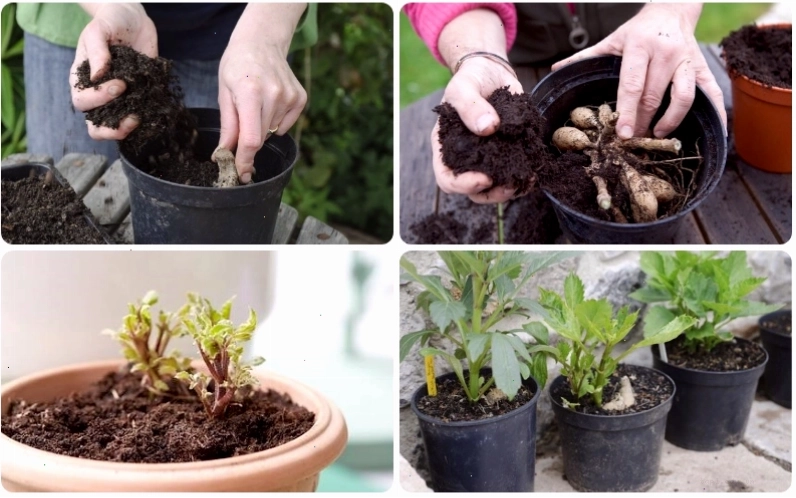 Cách đặt củ giống thược dược vào luống trồng