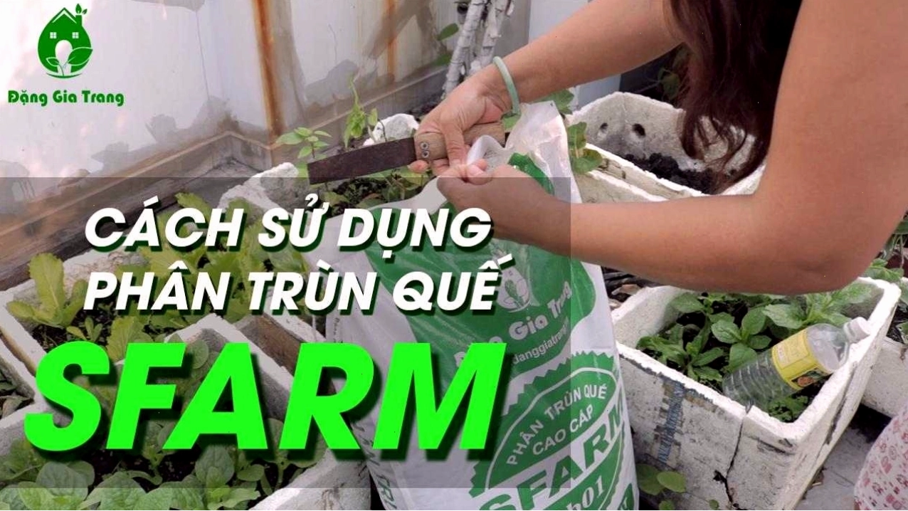 Cách sử dụng và bảo quản phân trùn quế SFARM
