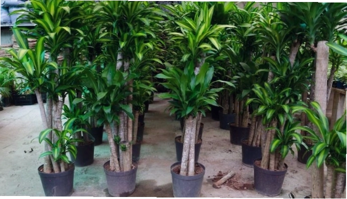 Cách trồng cây thiết mộc lan bằng cành giúp nhân giống nhanh chóng