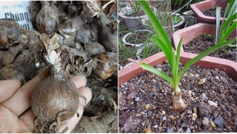 Cách trồng hoa bỉ ngạn đúng kỹ thuật để cây phát triển tốt.